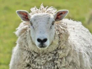 Irish Sheep on the Countryside – Authentic Rural Ireland