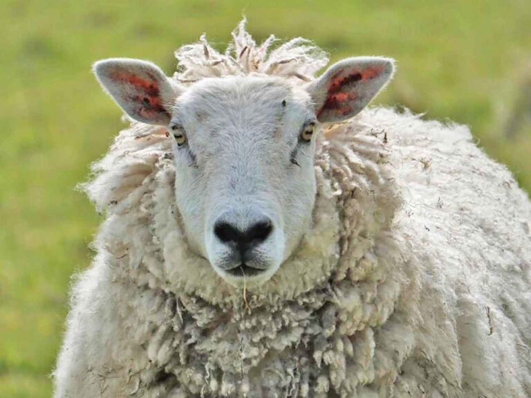 Irish Sheep on the Countryside – Authentic Rural Ireland