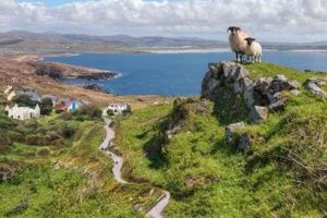 Irish countryside with green hills, mountains, lake, and grazing sheep — symbol of Ireland’s natural beauty.